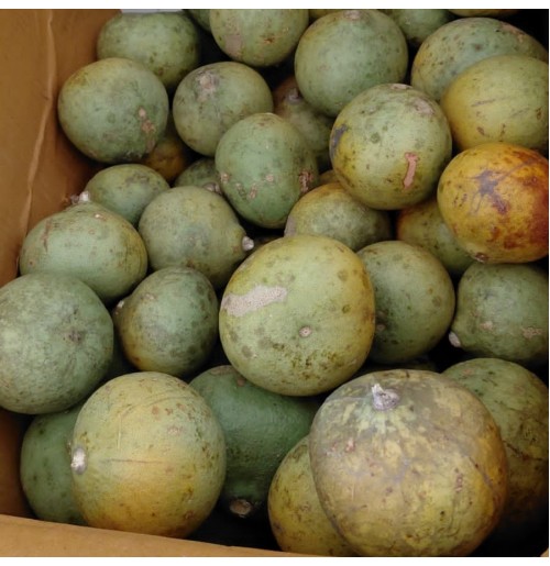 Bael fruit (Bilwa or Stone Apple)